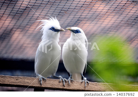 Bali Starling Indonesia 14037692