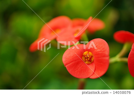 虎刺梅 虎刺梅 14038076