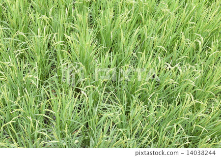 水稻 14038244