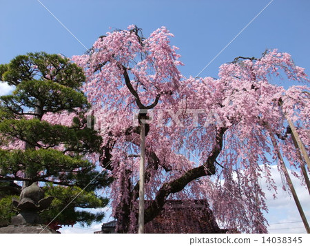 Otomi Sakura of Myokoji Temple 3 14038345