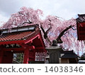 Otohime Cherry Blossoms at Myosenji Temple 4 14038346