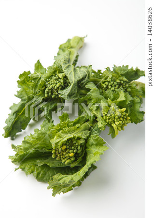 Stick Senor 14038626