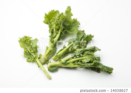 Stick Senor 14038627