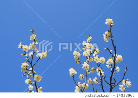 White plum 14038965