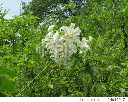 Yamayuri花（Sugaya Kanbare /埼玉縣嵐山町） 14039047