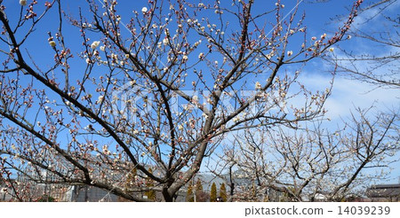 Yae tea blue plum flower 14039239