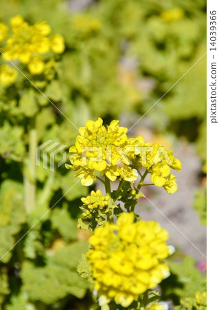 Rapeseed field Rapeseed field 14039366