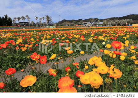 Tateyama Family Park Poppy's Village 14039388