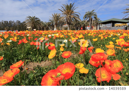 Tateyama Family Park Poppy's Village 14039389