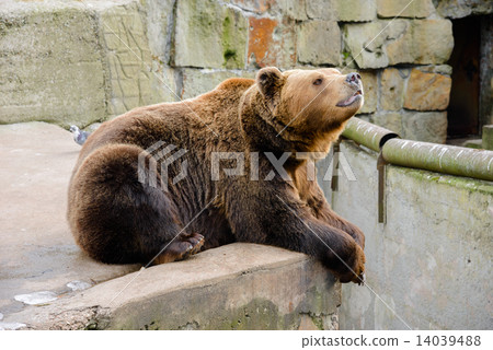 Brown Bear in the zoo 14039488