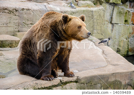 Brown Bear in the zoo 14039489