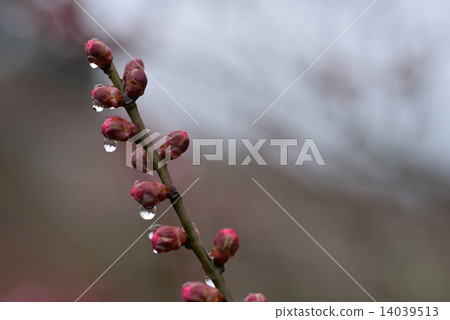 Tsubomi of plum 14039513