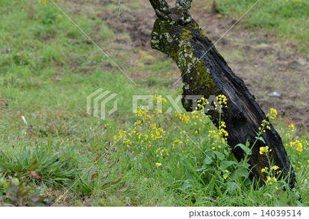 Rape flowers and grassland 14039514