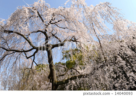 京都御苑的垂枝櫻花 14040093