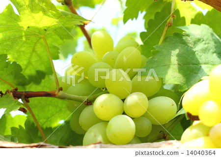 Green grapes on vine sunset time Green grapes on vine sunset time 14040364