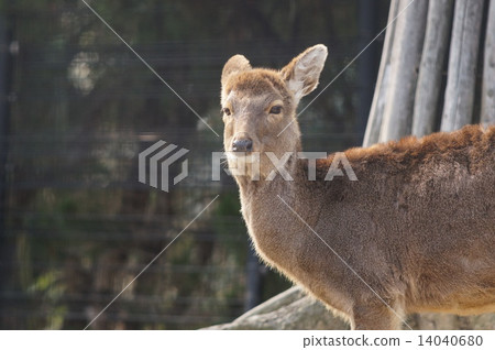 Sika deer 14040680