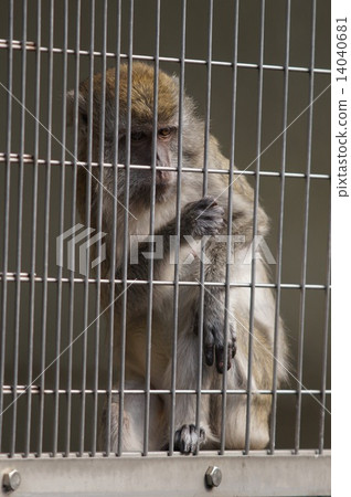 Tufted capuchin monkey 14040681