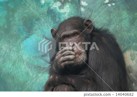 Chimpanzee Chimpanzee 14040682