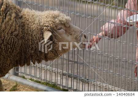 Feed to goat Feed to goat 14040684