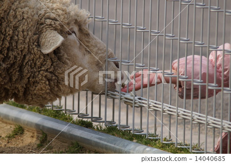 Feed to goat Feed to goat 14040685
