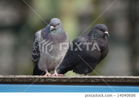 兩隻鴿子 14040686