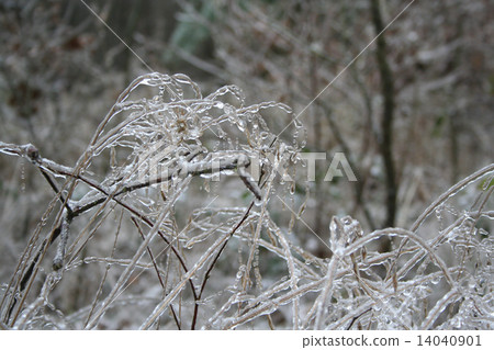 frozen drops of water in the wild nature frozen drops of water in the wild nature 14040901