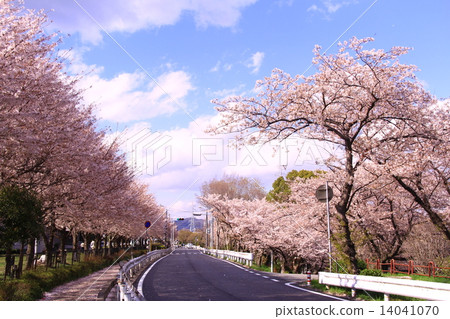 盛開在Mukogawa河床的櫻花 盛開在Mukogawa河床的櫻花 14041070