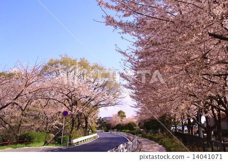 盛開在Mukogawa河床的櫻花 14041071