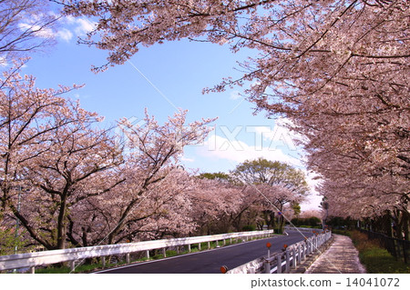 盛開在Mukogawa河床的櫻花 盛開在Mukogawa河床的櫻花 14041072