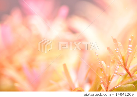 Red water plants 14041209