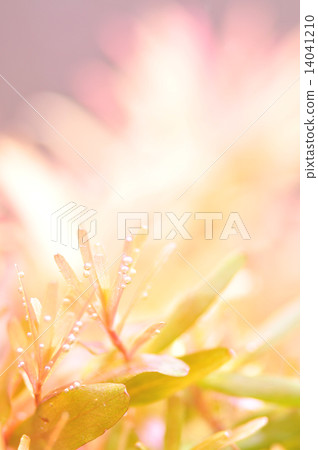 Red water plants 14041210