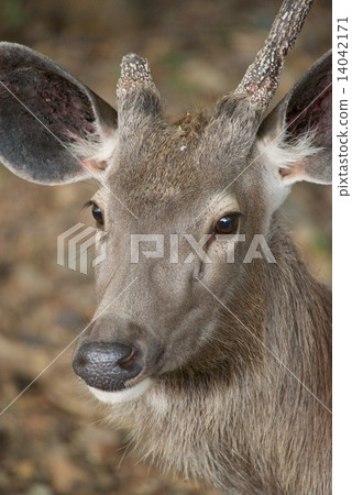 Face of sambar deer turned 14042171