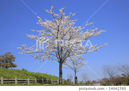 Yoshino cherry tree (Takaoka Otogi no Mori Park) 14042380