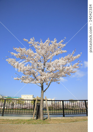Yoshino cherry tree (Maori Sakuranomiya park) 14042384