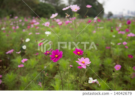 Cosmos flower in garden Cosmos flower in garden 14042679