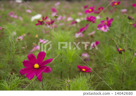 Cosmos flower in garden Cosmos flower in garden 14042680