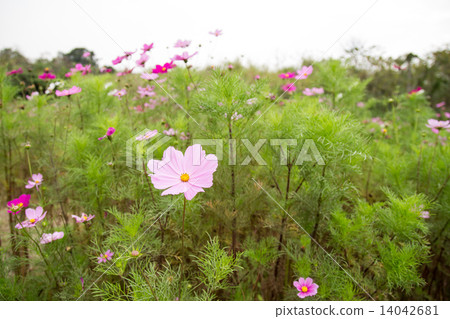 Cosmos flower in garden 14042681