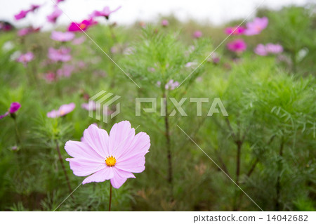 Cosmos flower in garden Cosmos flower in garden 14042682