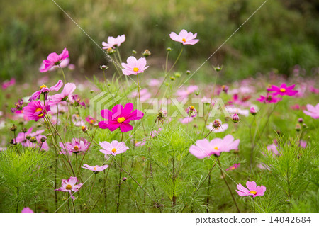 Cosmos flower in garden Cosmos flower in garden 14042684