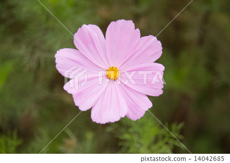 Cosmos flower in garden Cosmos flower in garden 14042685