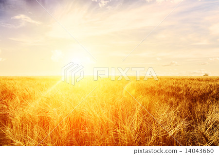 Wheat field at sunset. Ears closeup. Wheat field at sunset. Ears closeup. 14043660