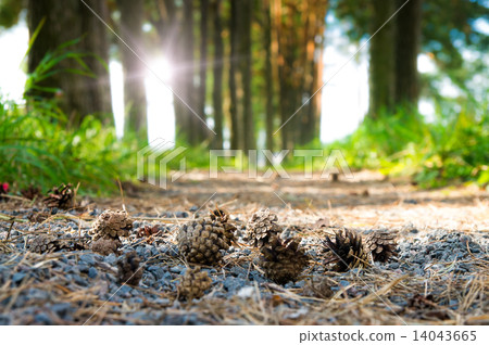 Some cones fell to the ground. Some cones fell to the ground. 14043665