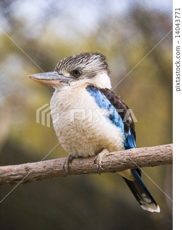 Blue-winged kookaburra - Dacelo leachii 14043771