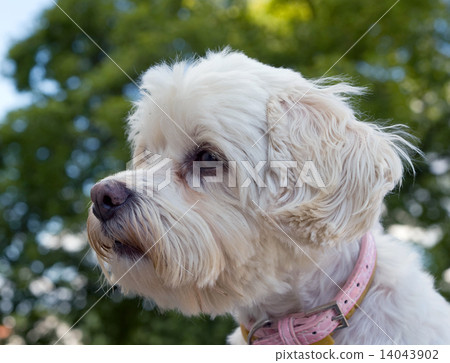 Havanese dog 14043902