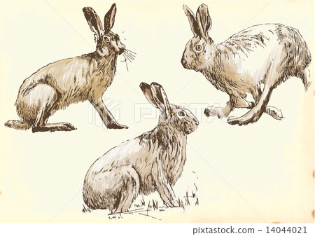 studies rabbit (hare)  in motion 14044021