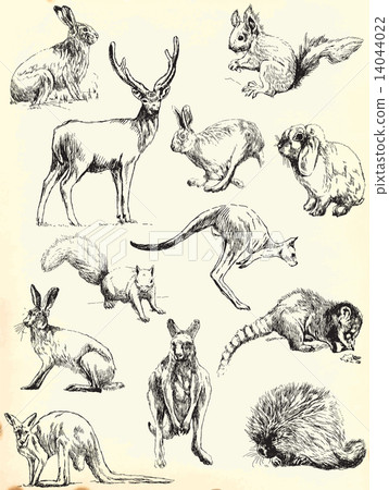 animals pack 14044022