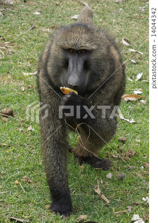 Baboon, Ethiopia, Africa 14044342