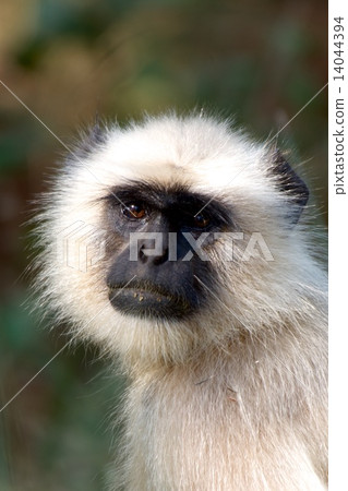 Langur close-up 14044394