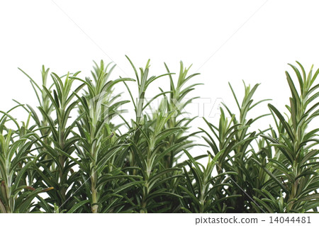 Branches of rosemary on white background Branches of rosemary on white background 14044481