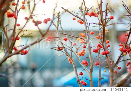 Red ripe crabapples on the tree 14045141